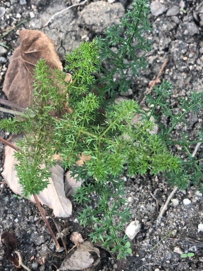 Thapsia scabra — search result for 'Thapsia'