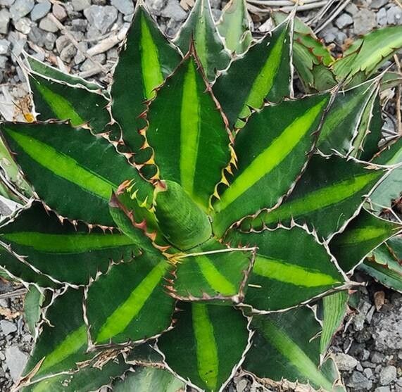 Agave lophantha leaf
