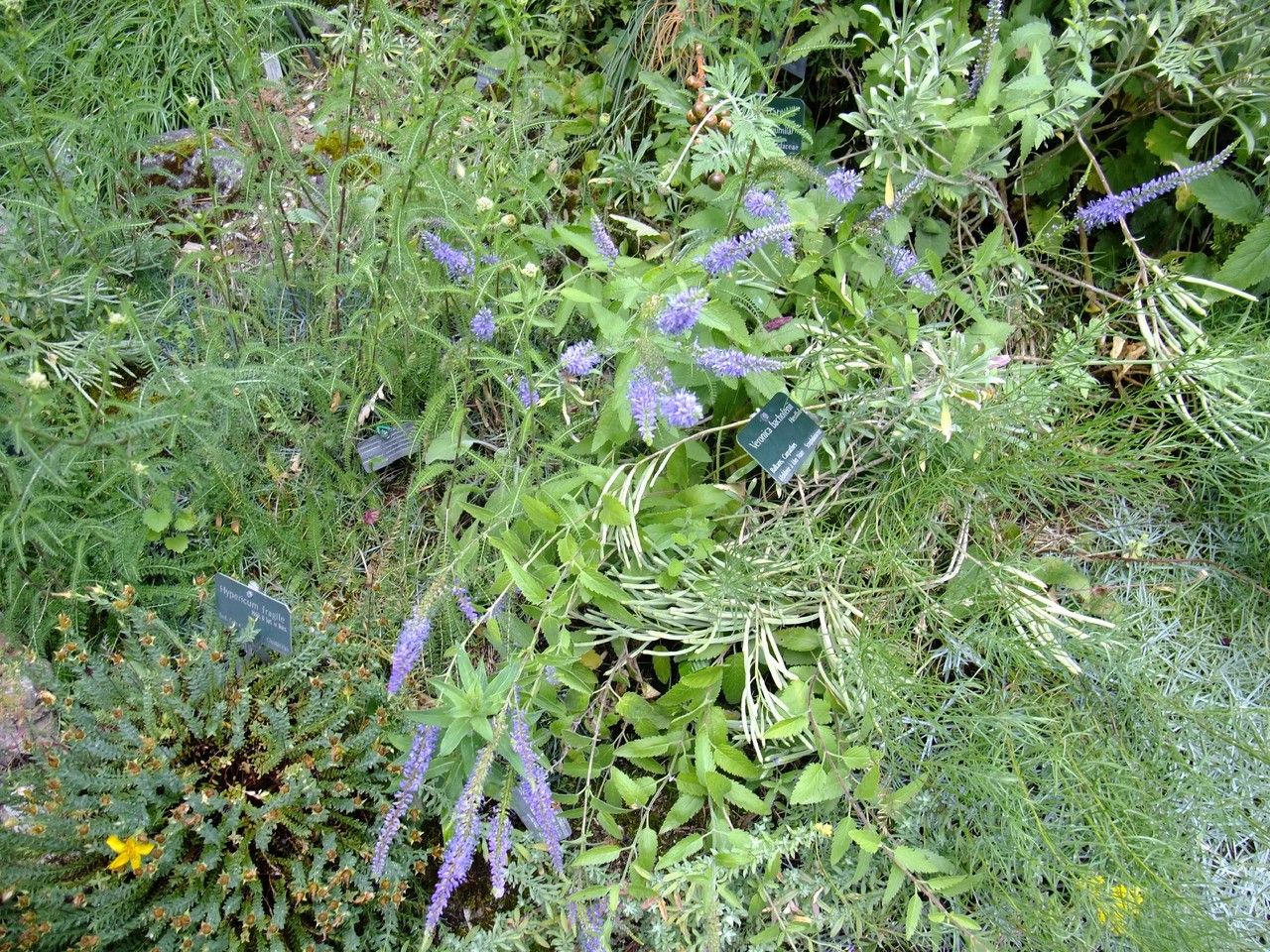 Veronica bachofenii habit