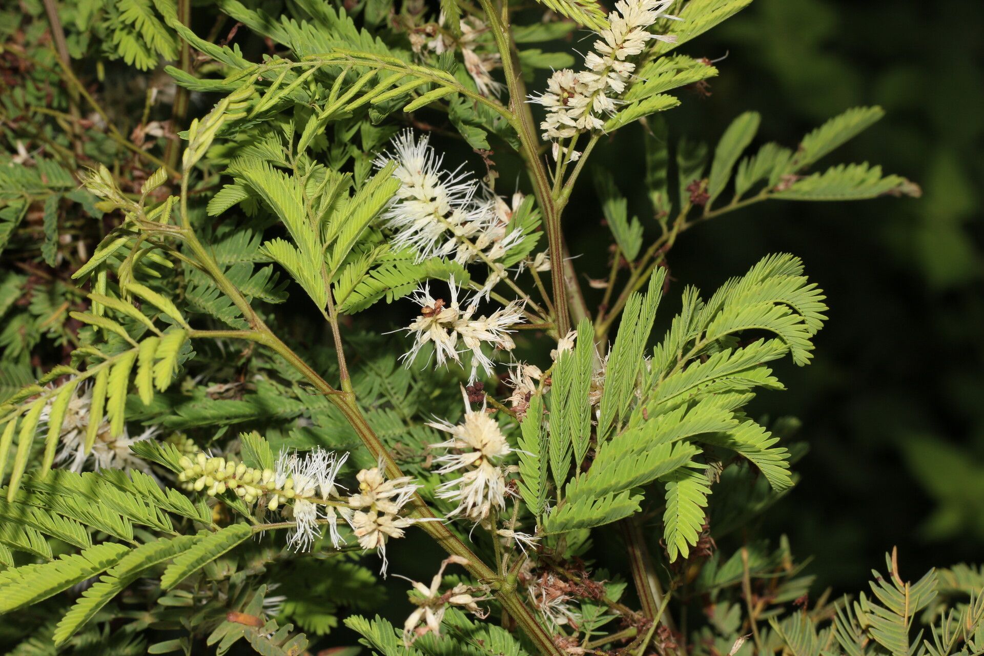 Mimosa platycarpa flower