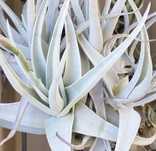 Tillandsia barfussii — houseplant care guide