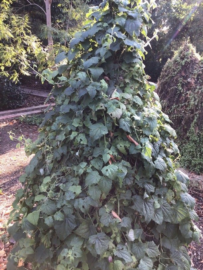 Lophospermum erubescens — search result for 'Sinningia'