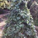 Lophospermum erubescens