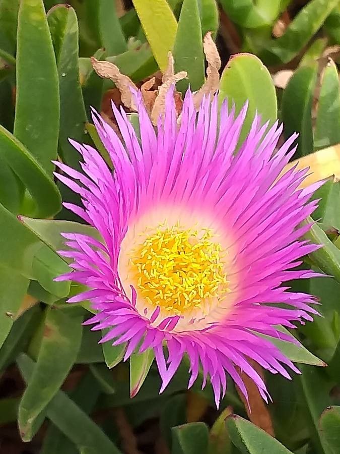Carpobrotus acinaciformis flower