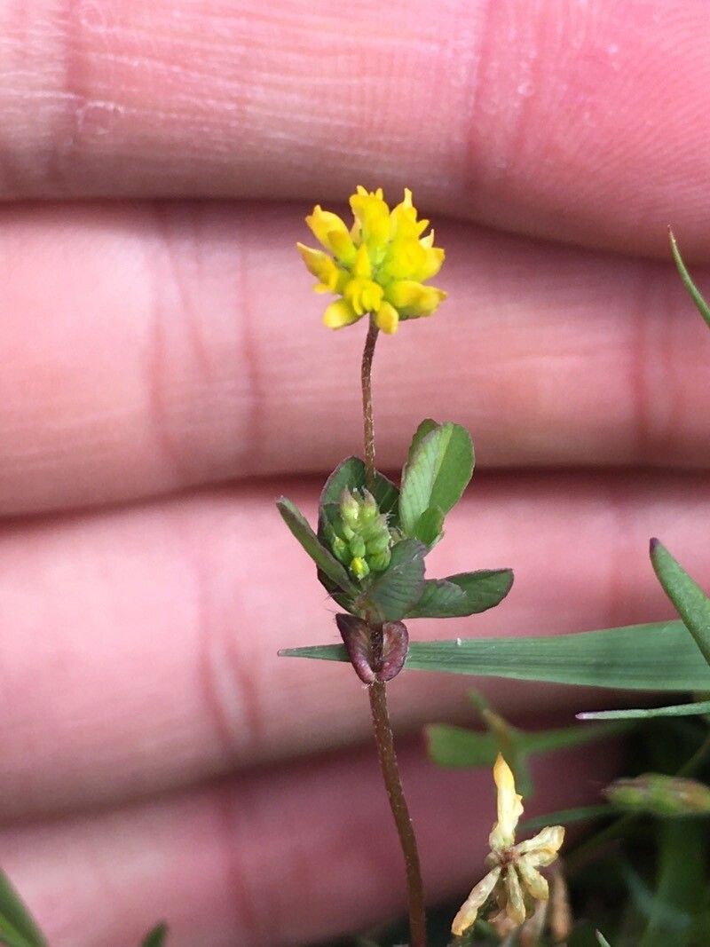 Medicago coronata flower