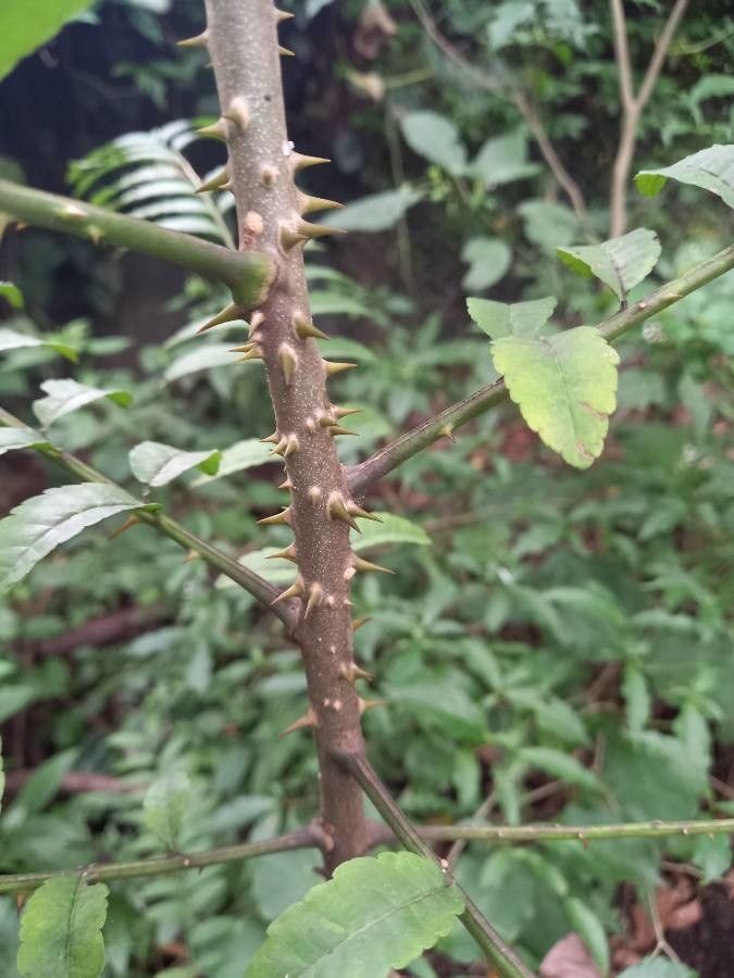 Zanthoxylum rhoifolium bark