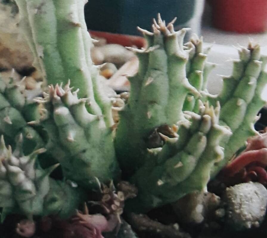 Huernia keniensis habit