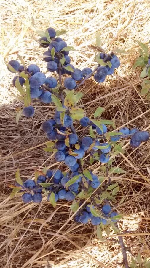 Vaccinium uliginosum fruit