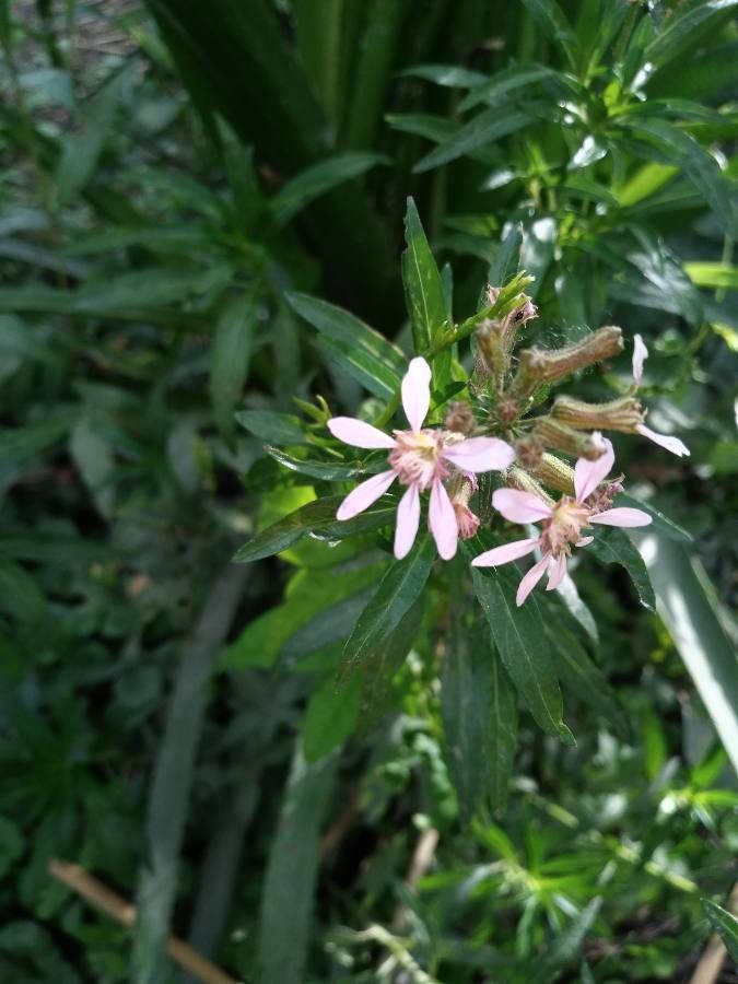 Cuphea racemosa flower
