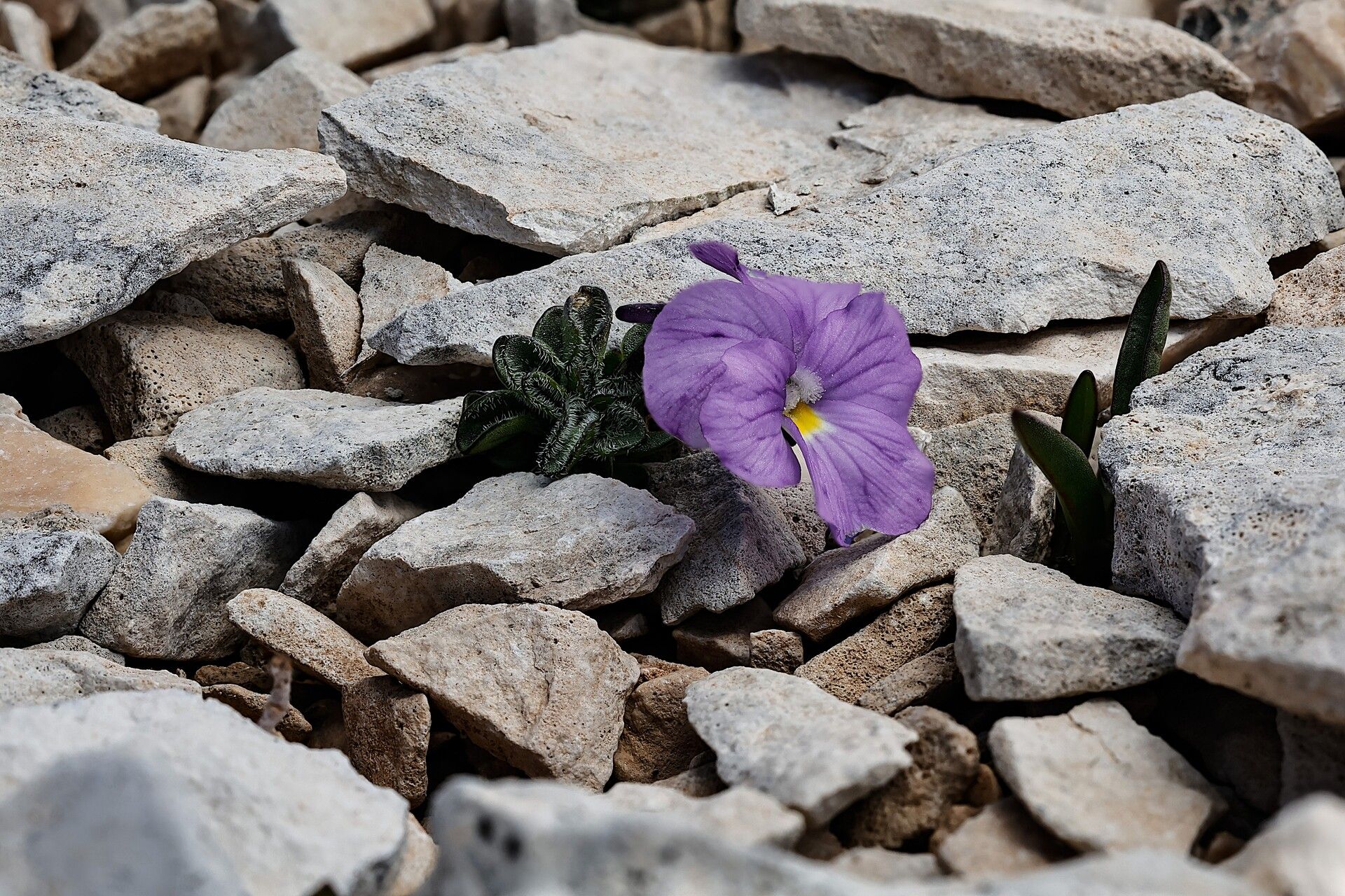 Viola magellensis — houseplant care guide