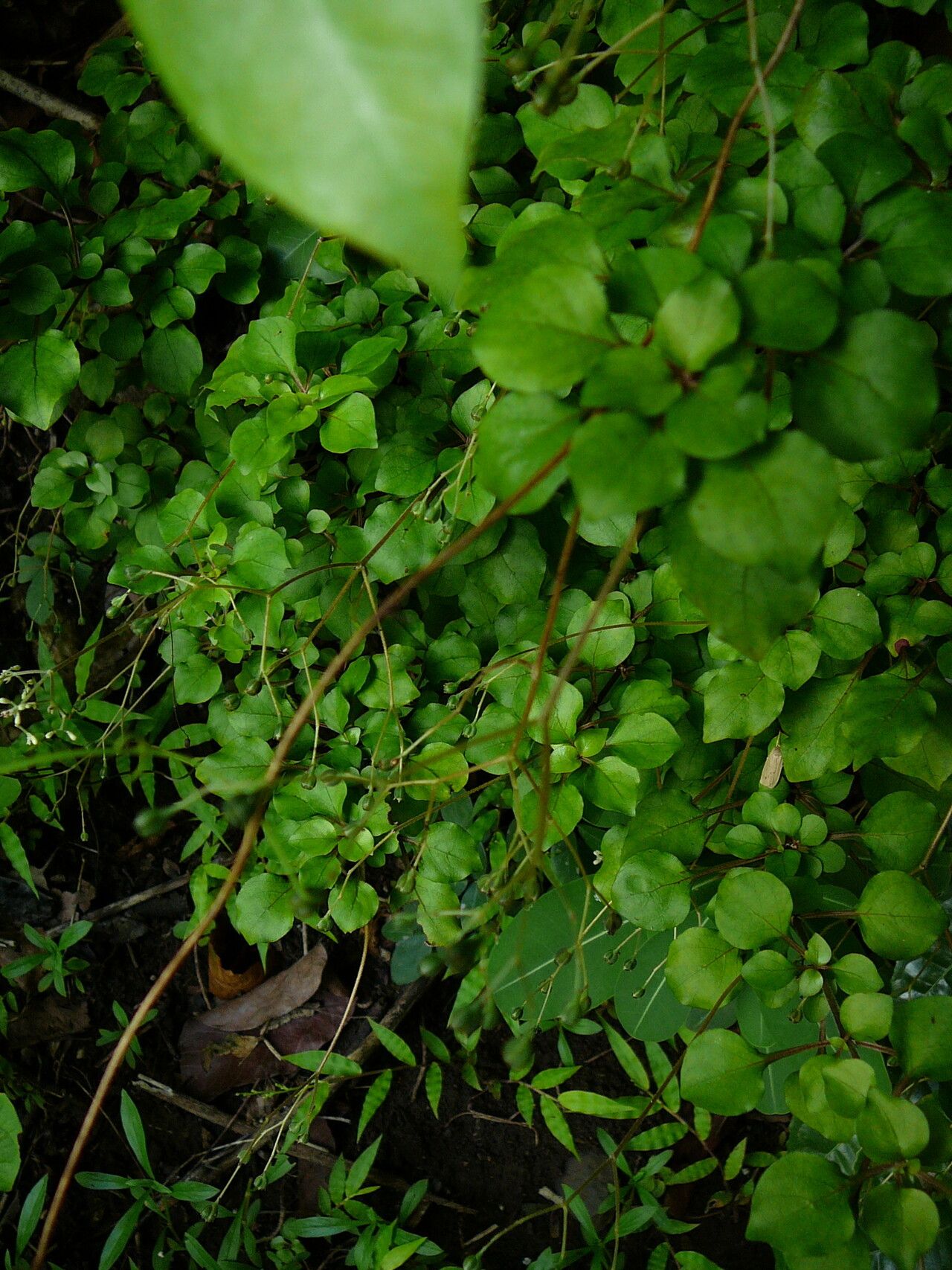 Psychotria boiviniana habit
