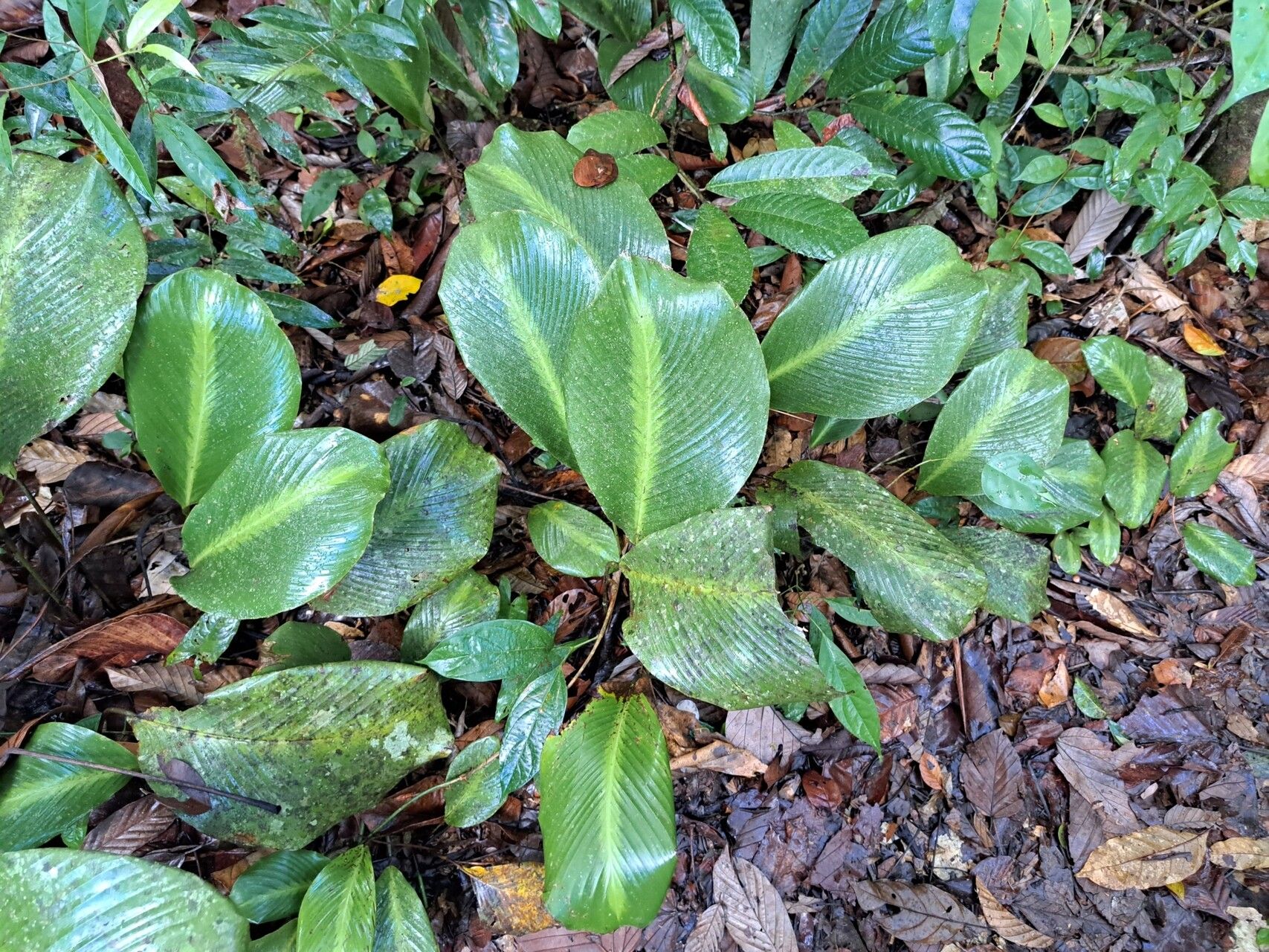 Goeppertia erecta — search result for 'Goeppertia'