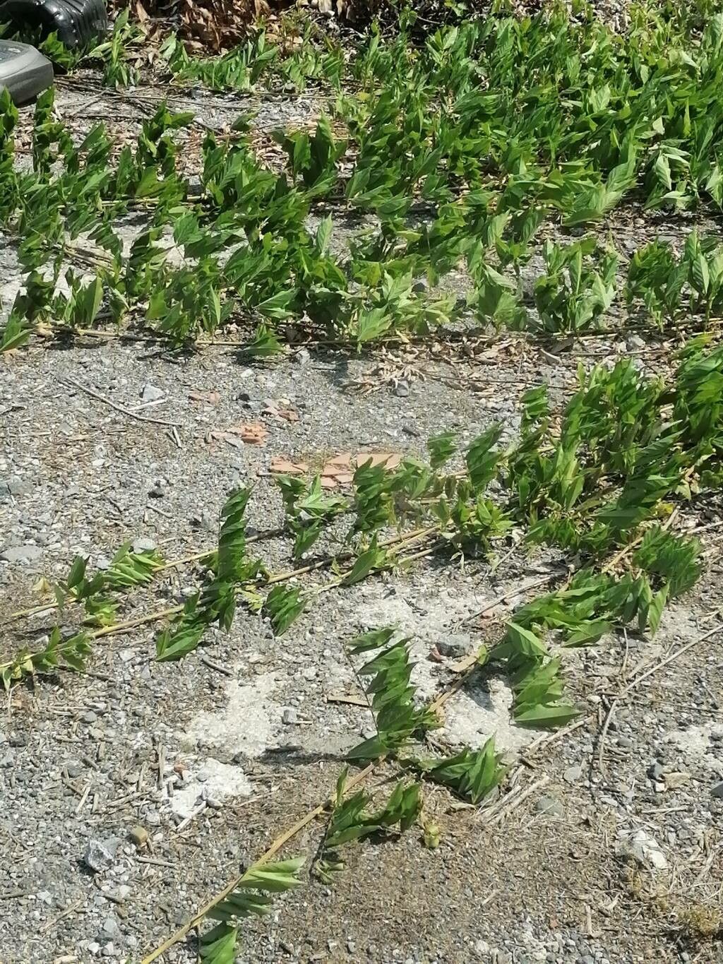 Ipomoea longifolia — search result for 'Ipomoea'