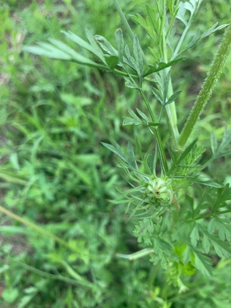 Adenophyllum porophyllum flower