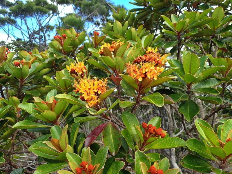 Tristaniopsis ninndoensis — houseplant care guide