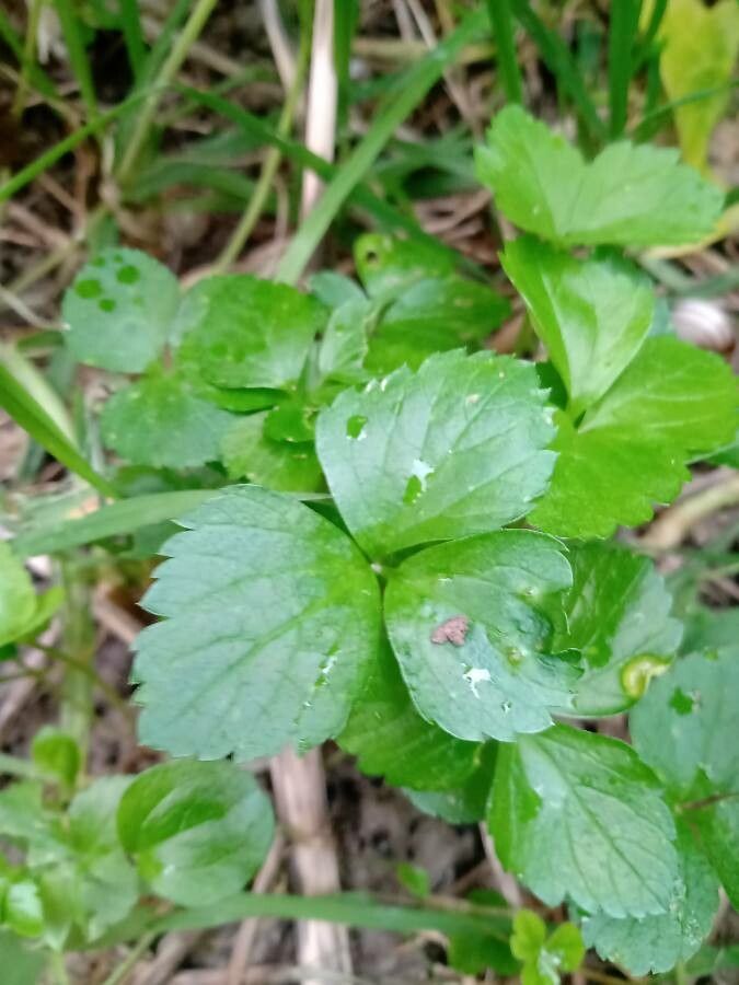 Coptis trifolia — cold hardy houseplant