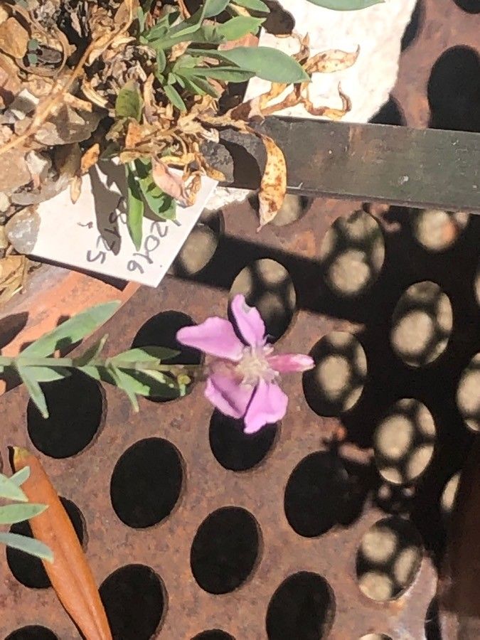 Silene montserratii flower
