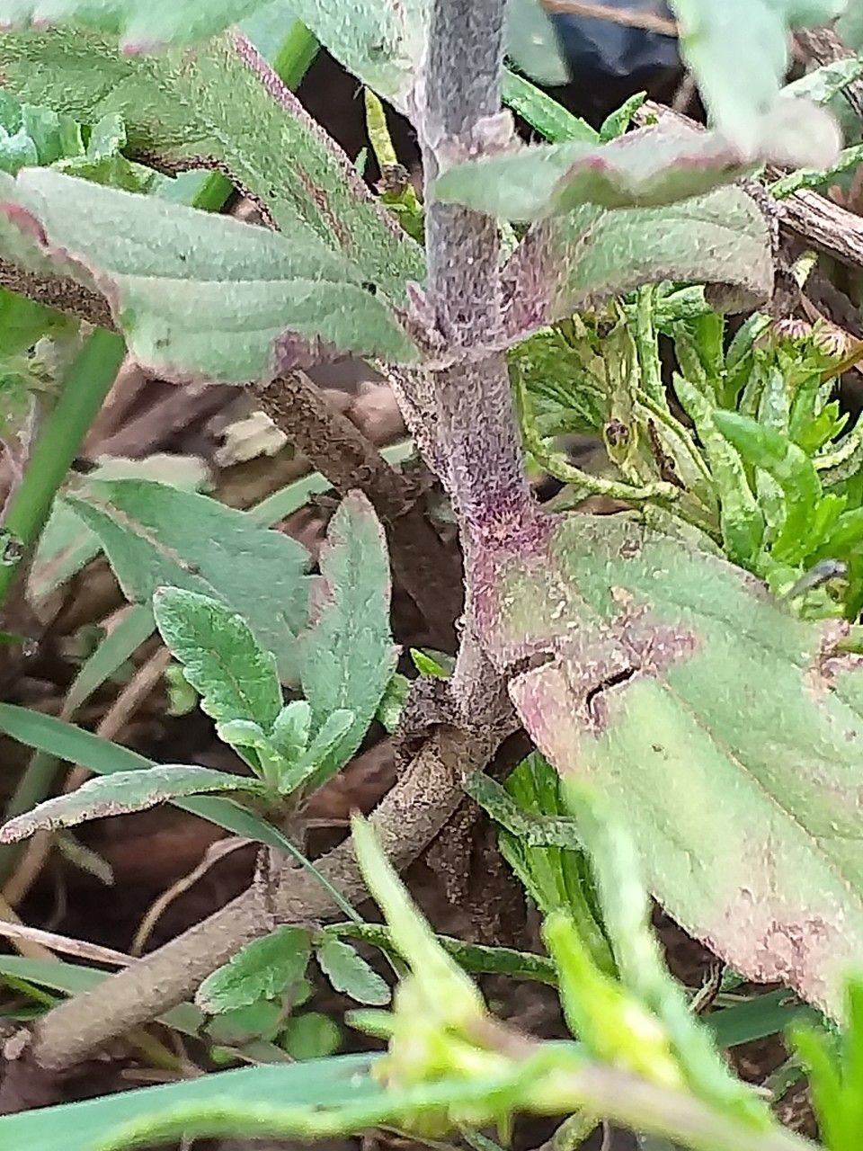 Ajuga integrifolia bark