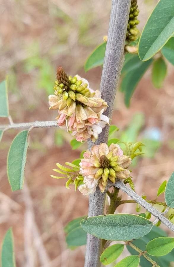 Indigofera suffruticosa flower
