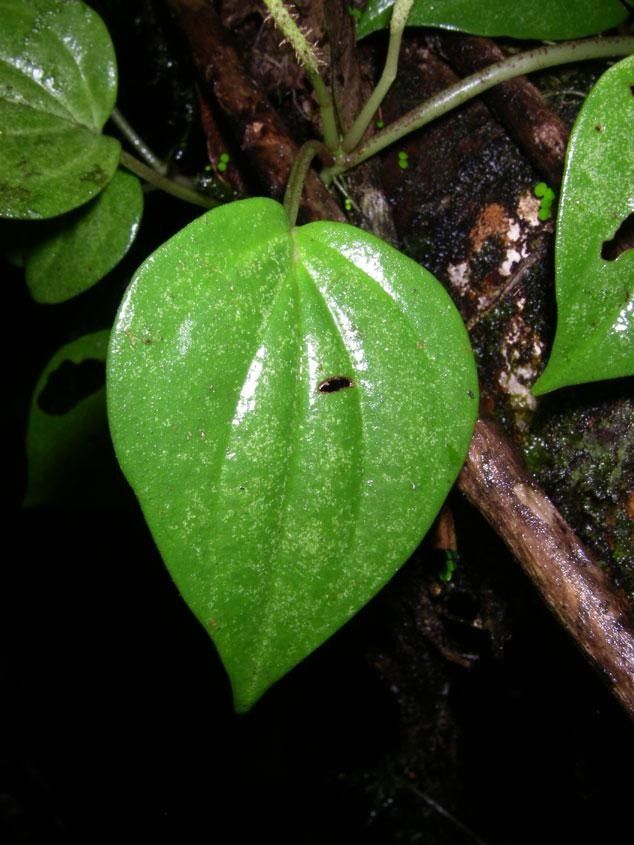 Peperomia calvicaulis — houseplant care guide