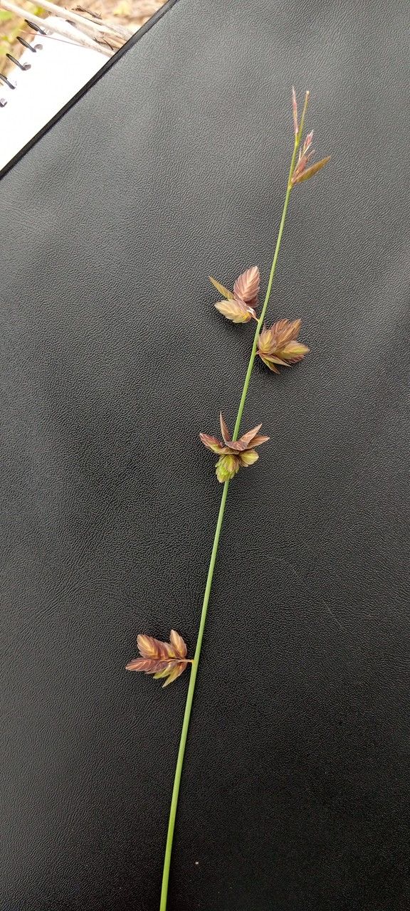 Eragrostis superba flower
