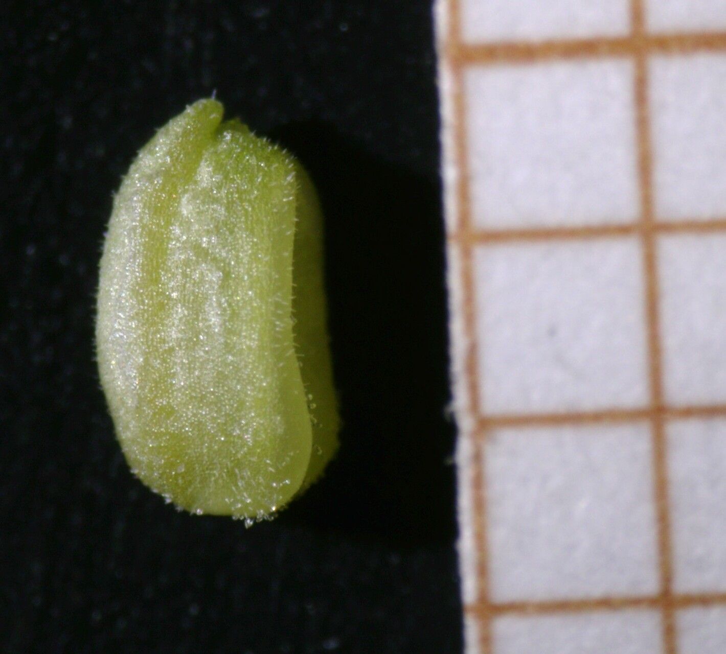 Valerianella carinata fruit