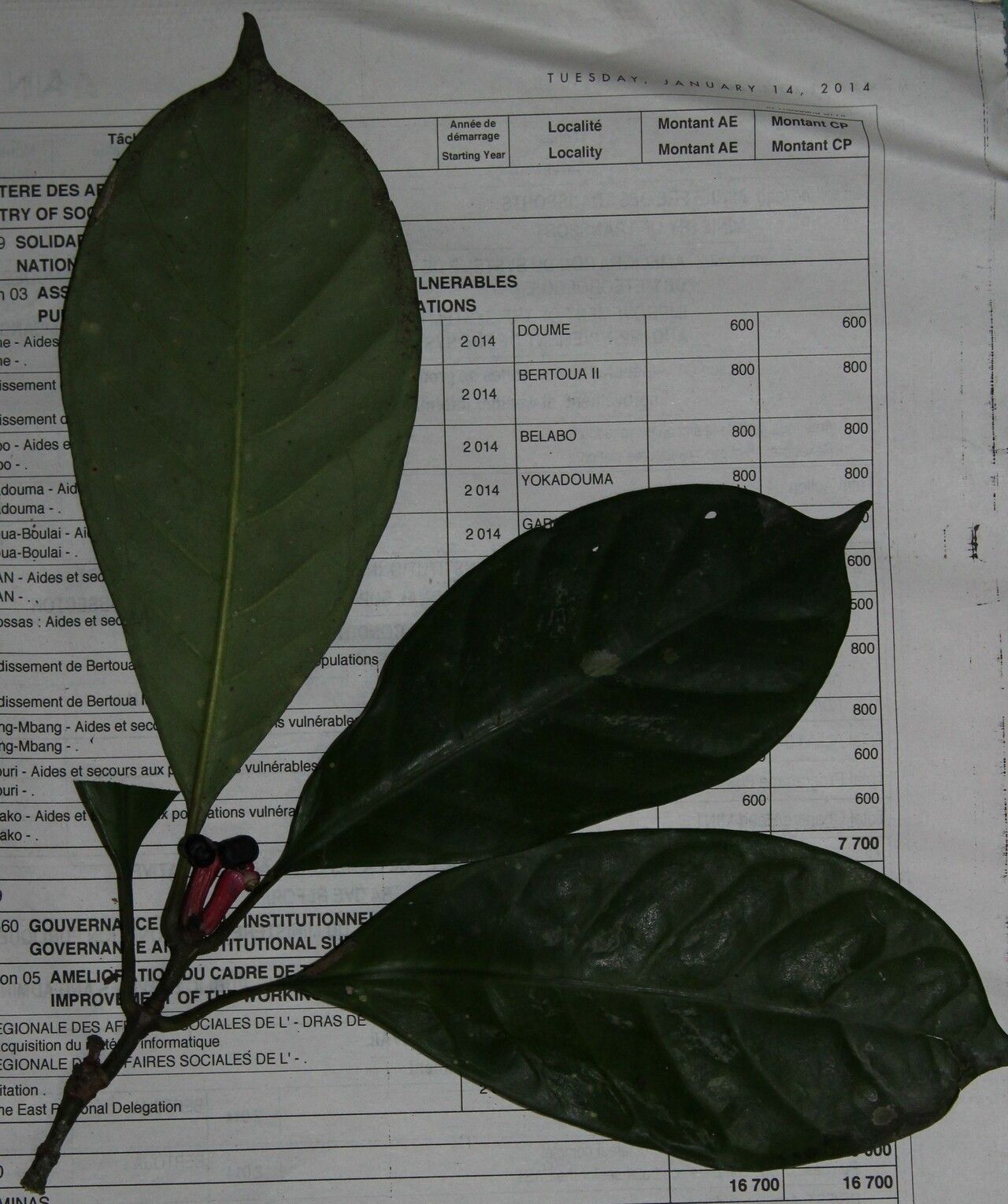 Chassalia corallifera habit