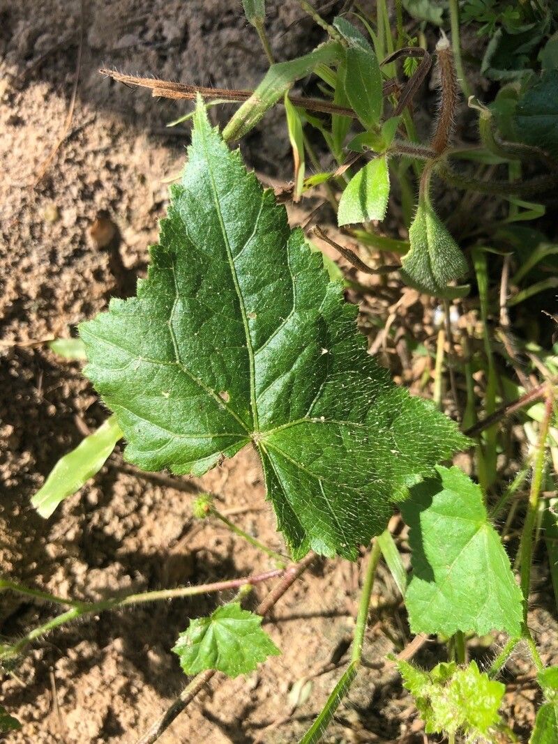 Pavonia cancellata — search result for 'Pavonia'