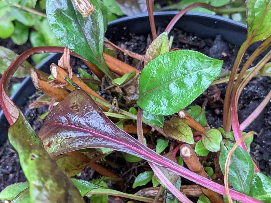 Pentstemon x hybridus leaf