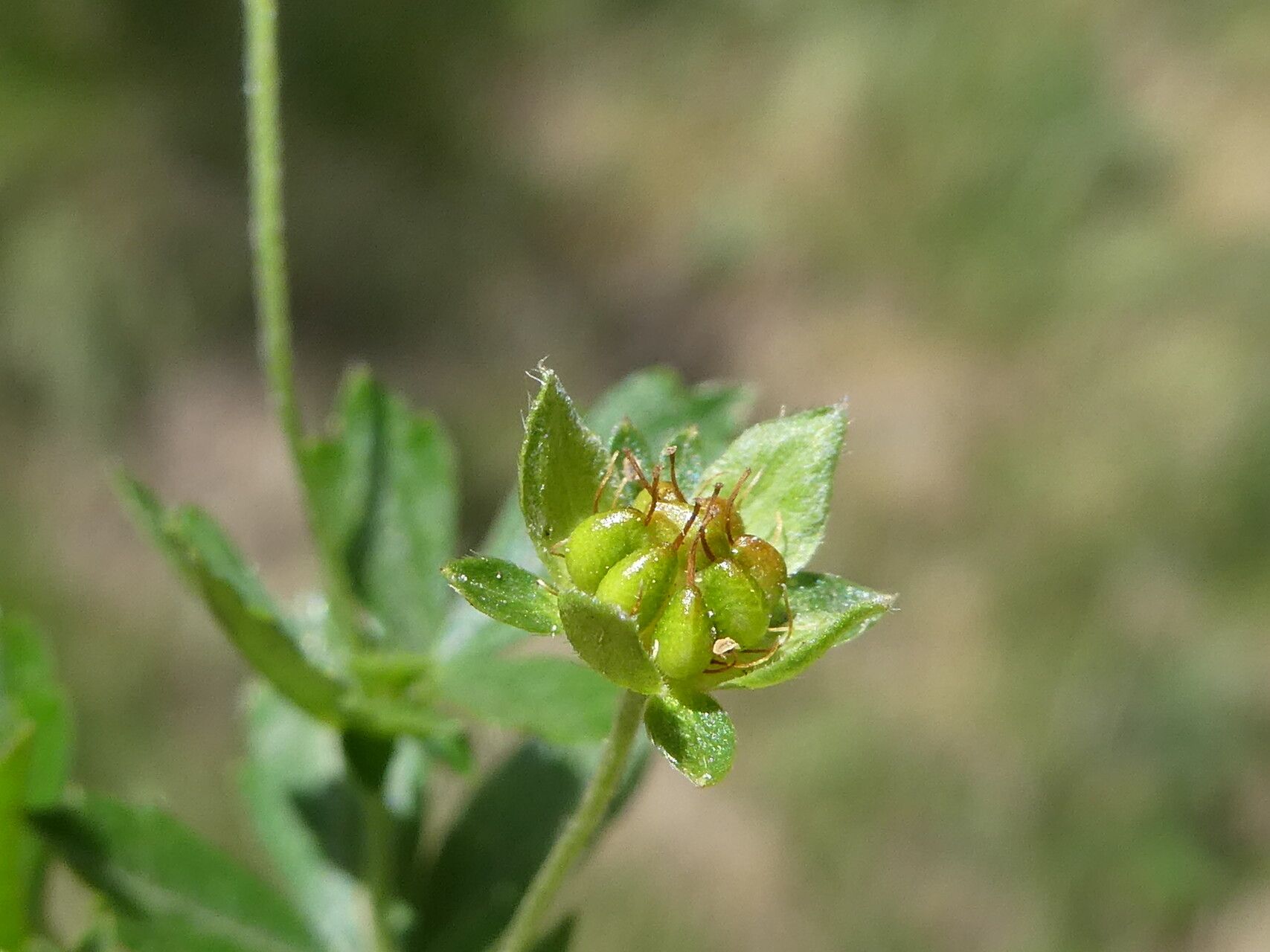 Potentilla erecta fruit