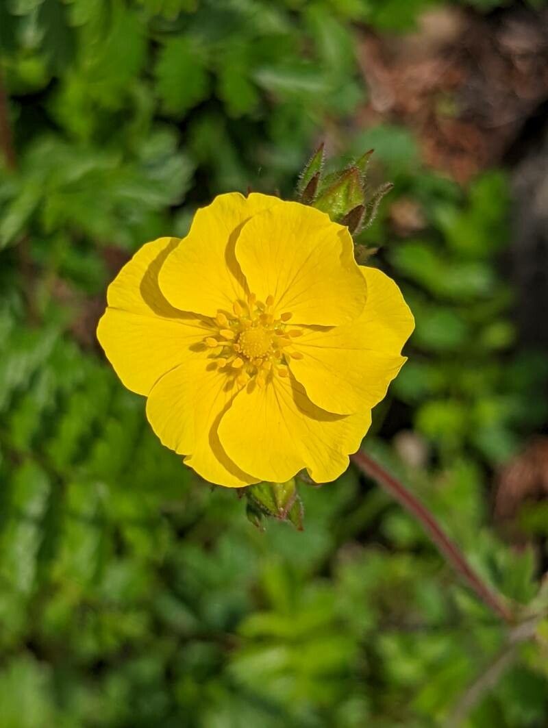 Potentilla visianii flower
