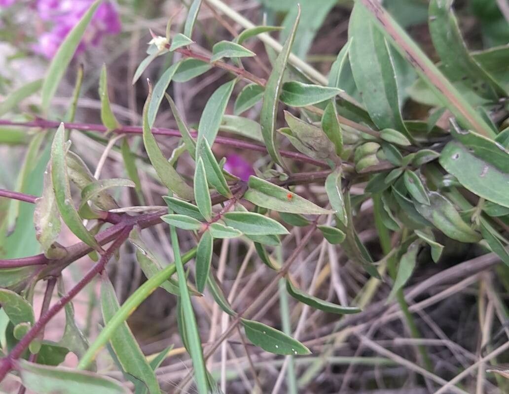 Agalinis genistifolia — search result for 'Agalinis'