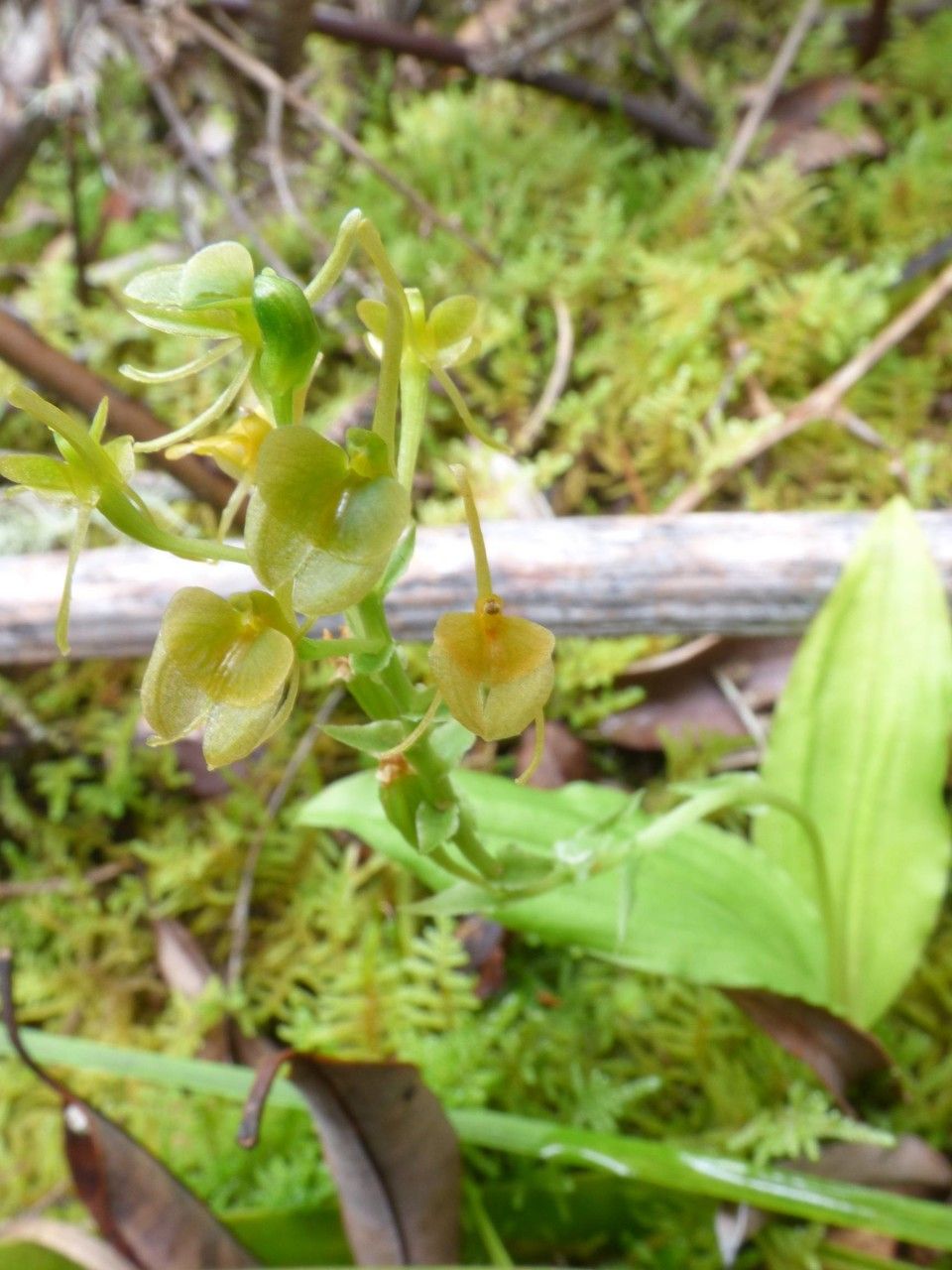 Liparis flavescens flower