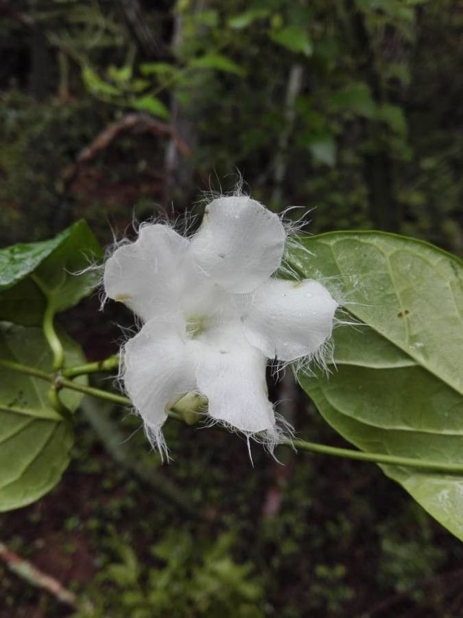 Fernaldia pandurata flower