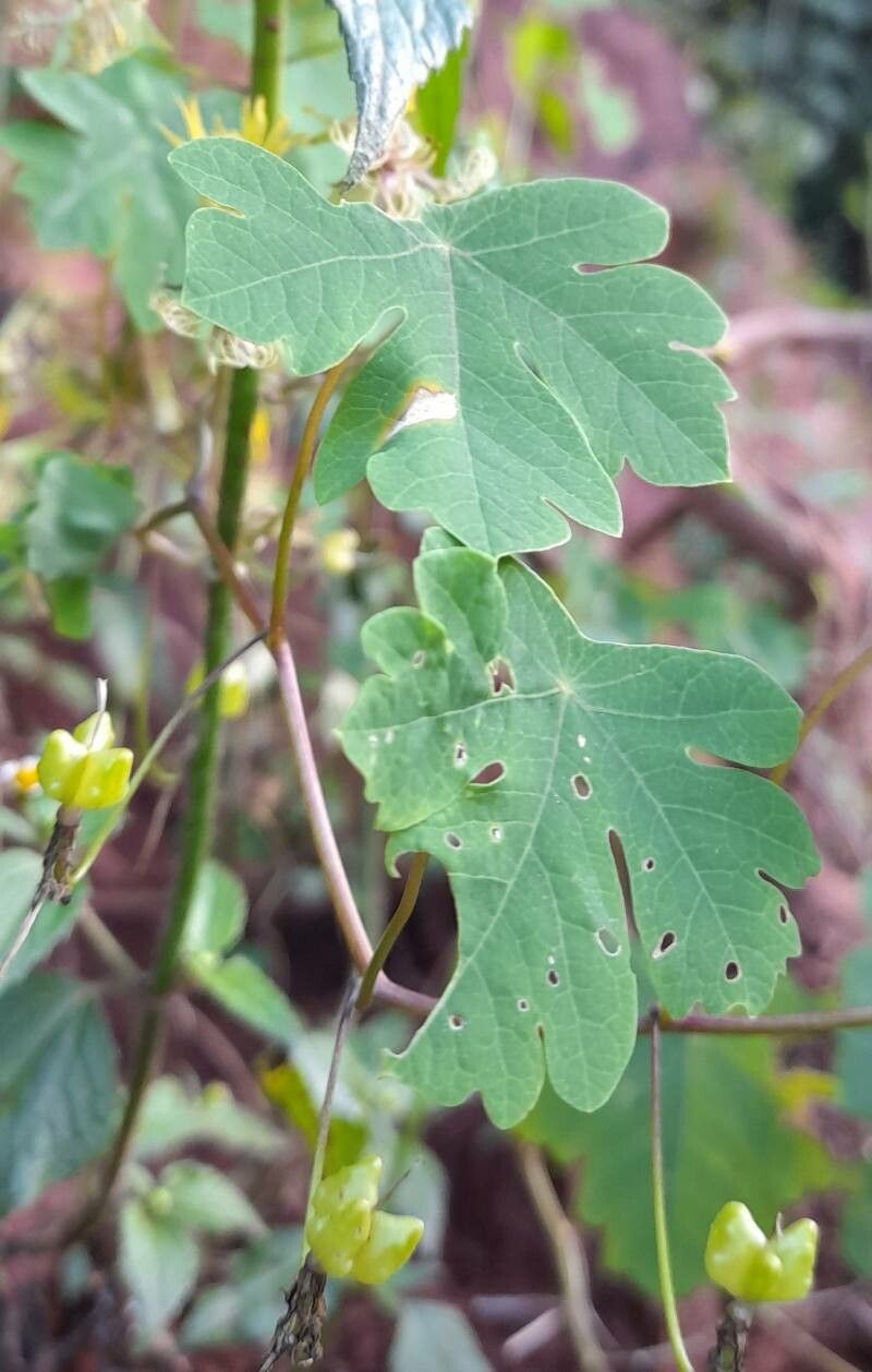 Tropaeolum capillare