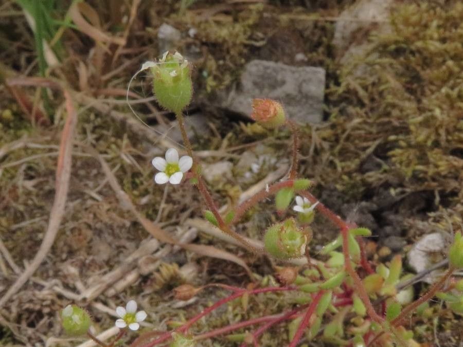 Saxifraga tridactylites flower
