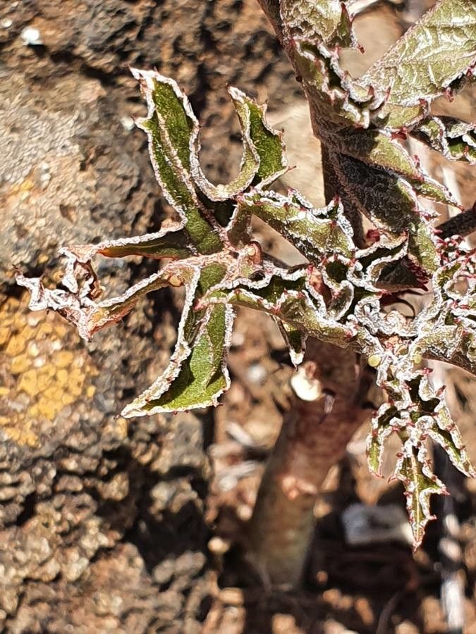 Adenia volkensii — search result for 'Kenya'