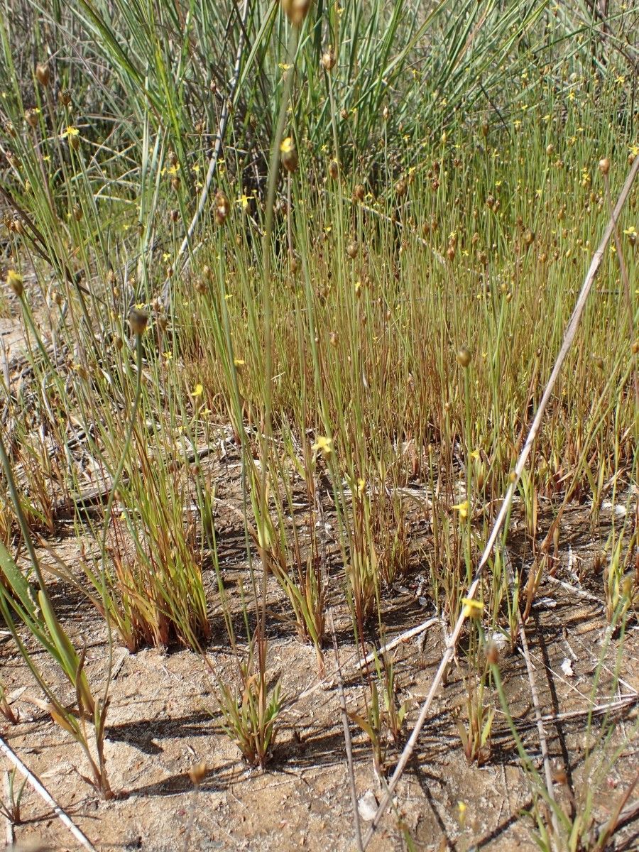 Xyris barteri habit