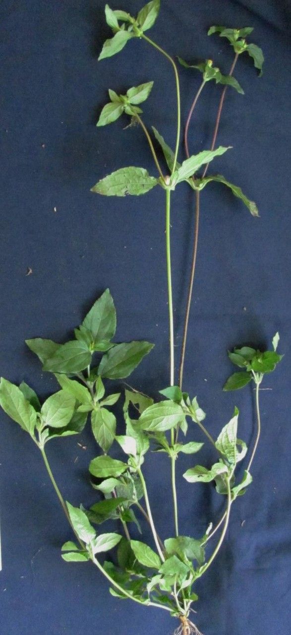 Calyptocarpus wendlandii other