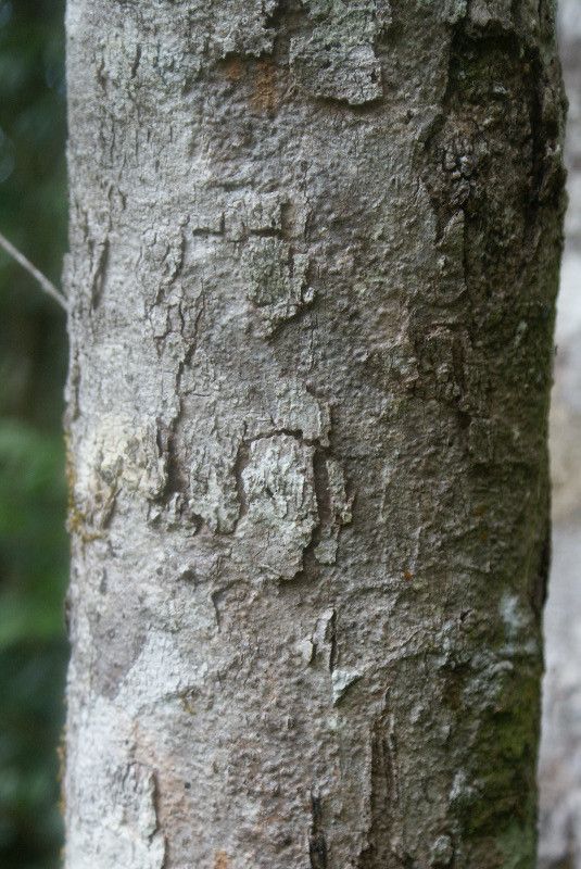 Syzygium borbonicum bark