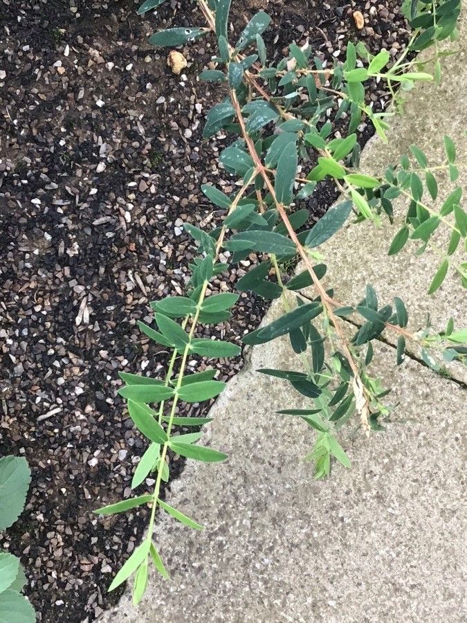 Melaleuca hypericifolia — search result for 'Myrtaceae'