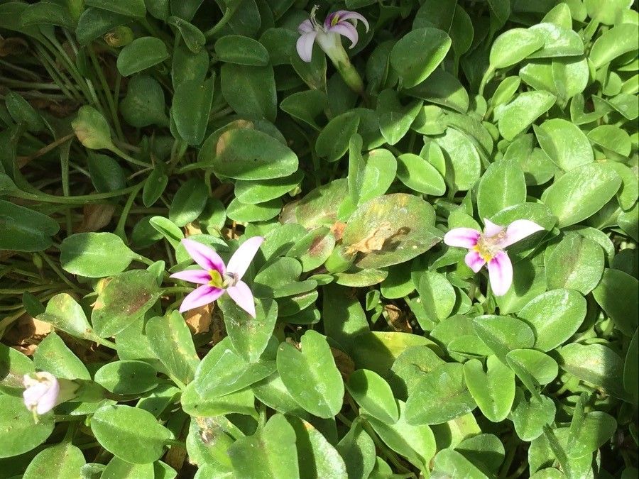 Lobelia oligophylla flower