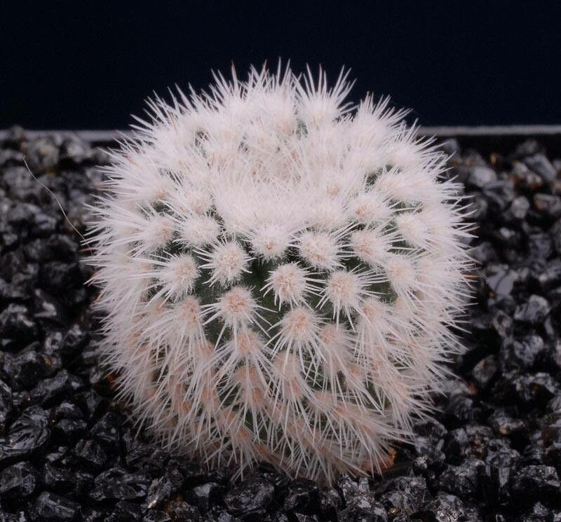 Parodia neohorstii — houseplant care guide