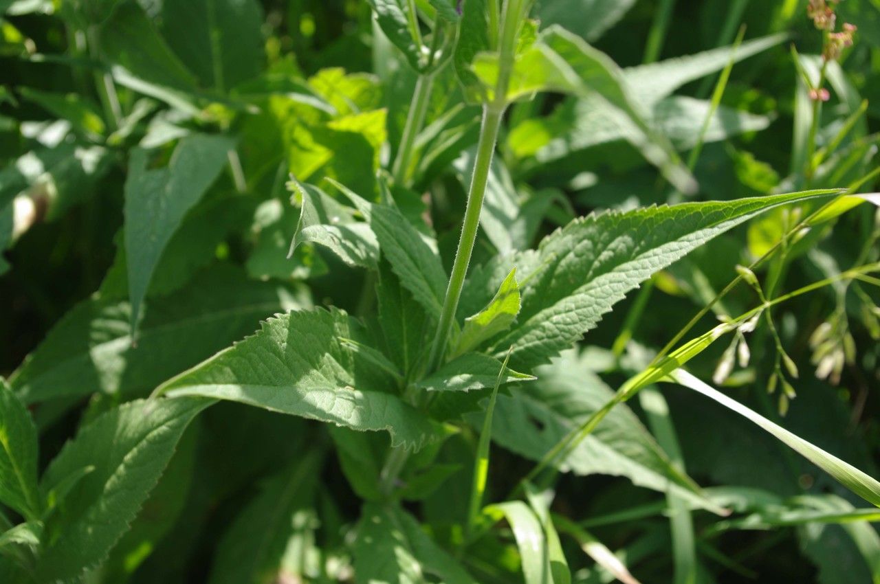 Knautia dipsacifolia leaf