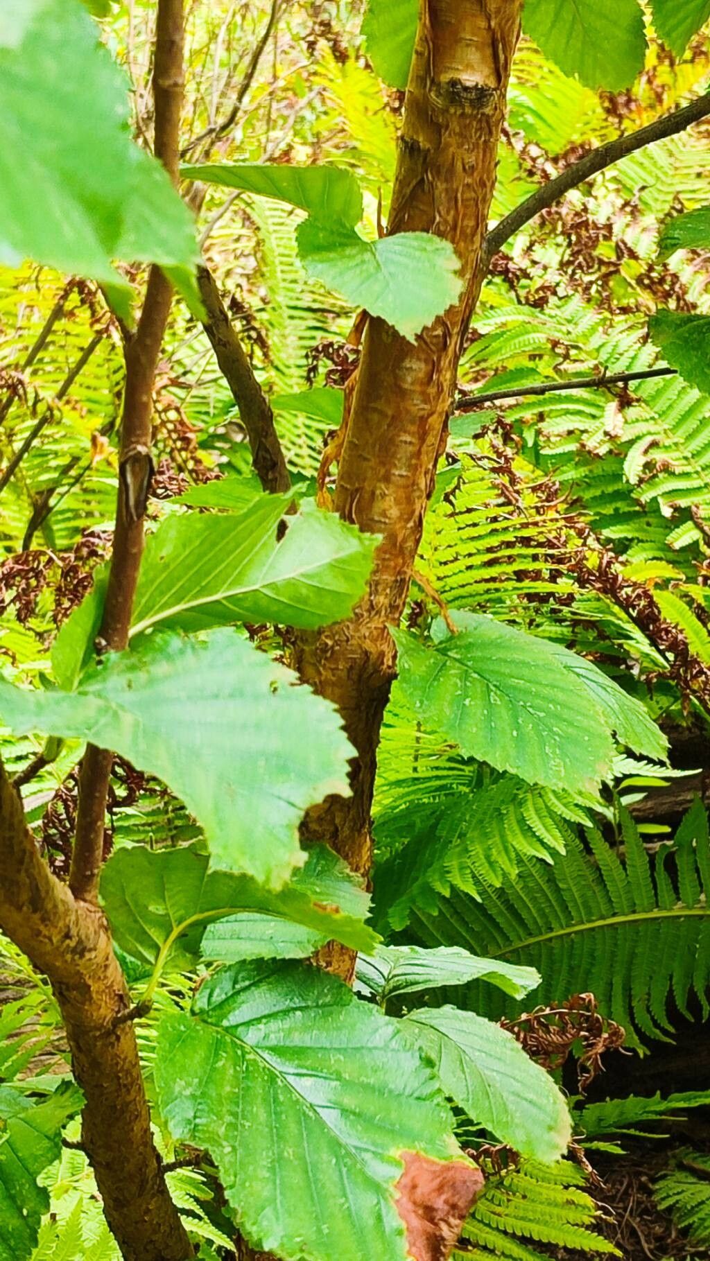 Betula michauxii — search result for 'Betula'