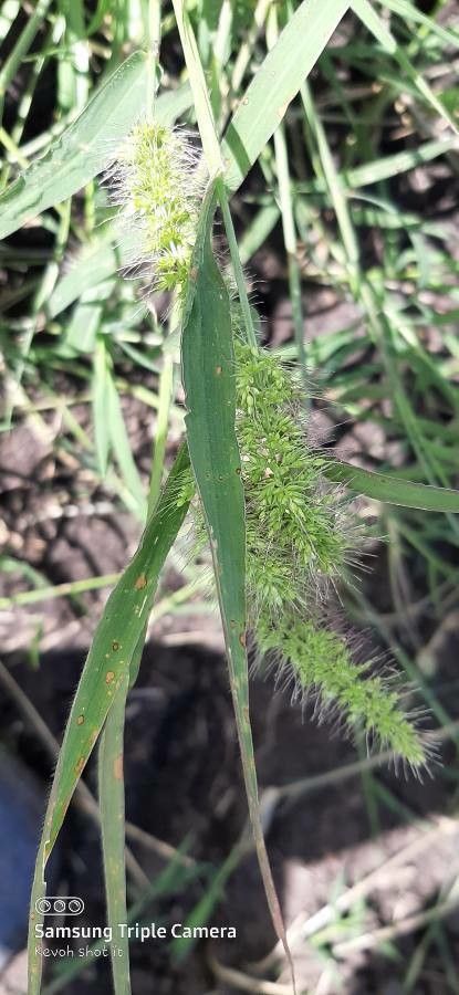 Setaria verticillata fruit