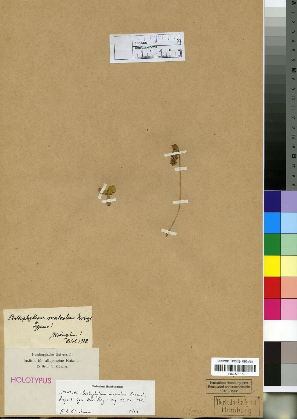 Bulbophyllum maleolens — houseplant care guide