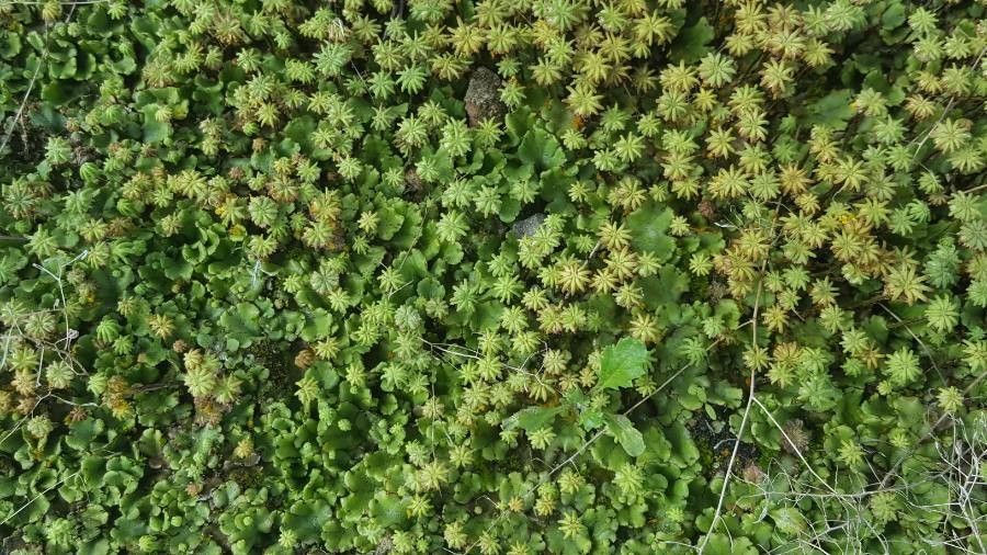 Hydrocotyle ranunculoides flower