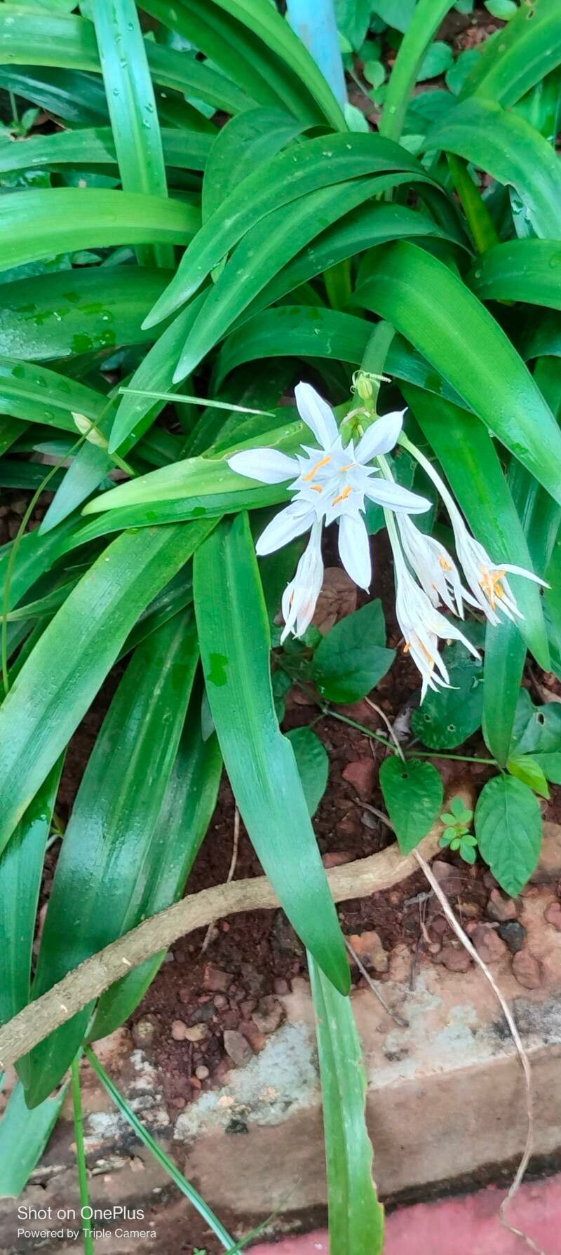 Pancratium triflorum — search result for 'Pancratium'