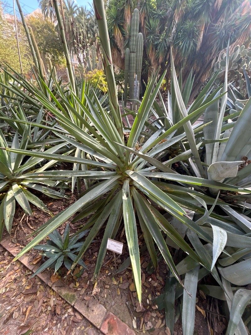Agave braceana — houseplant care guide